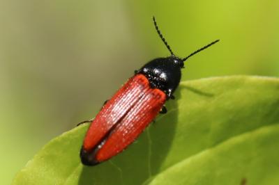 <i>Ampedus</i>