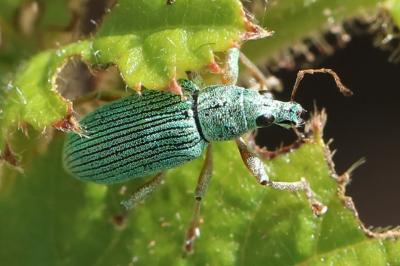 <i>Polydrusus formosus</i>