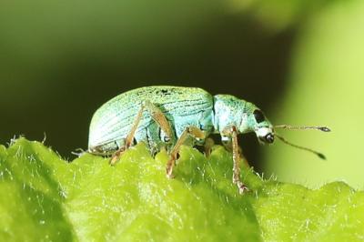 <i>Polydrusus formosus</i>