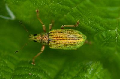 <i>Polydrusus formosus</i>