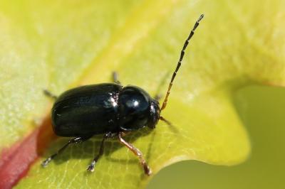 Cryptocephalus ocellatus