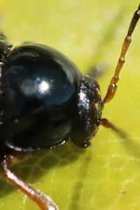 <i>Cryptocephalus ocellatus</i>