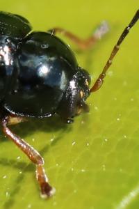 <i>Cryptocephalus ocellatus</i>