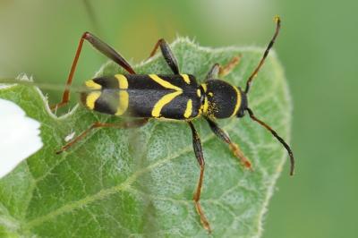 <i>Clytus arietis</i>