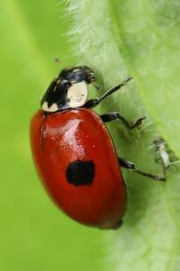 <i>Adalia bipunctata</i>