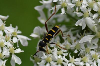 <i>Clytus arietis</i>