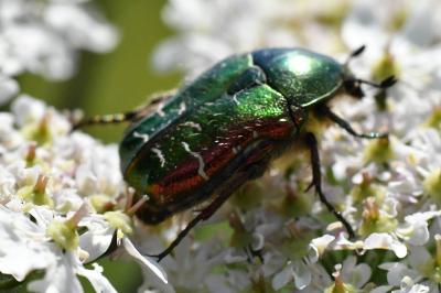 <i>Cetonia aurata</i>