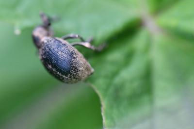 <i>Liophloeus tessulatus</i>