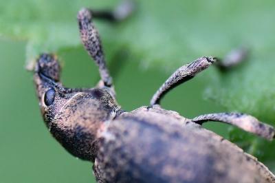 <i>Liophloeus tessulatus</i>