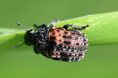 Anthribus fasciatus