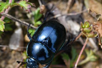 <i>Trypocopris pyrenaeus</i>