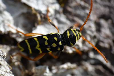 <i>Plagionotus arcuatus</i>