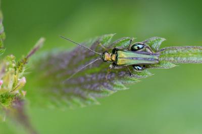 <i>Oedemera nobilis</i>