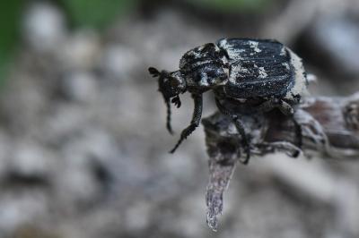 <i>Valgus hemipterus</i>
