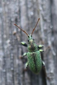 <i>Phyllobius betulinus</i>