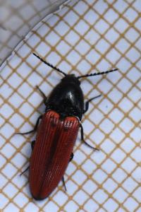 <i>Ampedus</i>