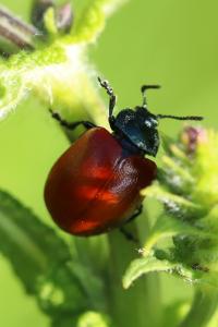 <i>Chrysomela populi</i>