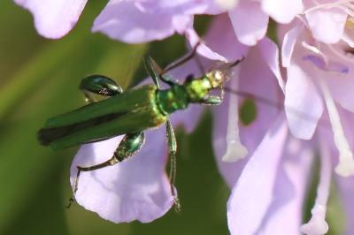 <i>Oedemera nobilis</i>