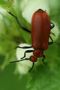 <i>Pyrochroa serraticornis</i>