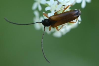 <i>Alosterna tabacicolor</i>