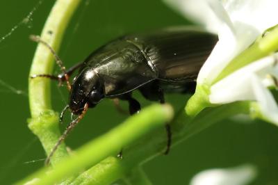 <i>Harpalus</i>