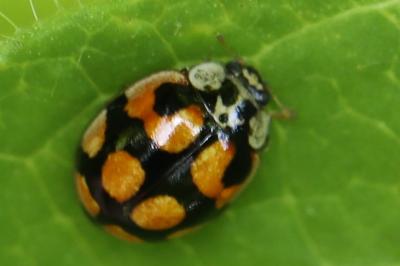 <i>Adalia decempunctata</i>