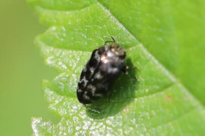 <i>Trachys minutus</i>