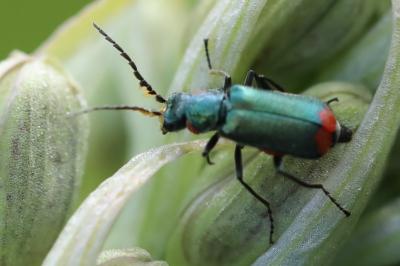 <i>Malachius bipustulatus</i>