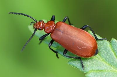 Pyrochroa serraticornis