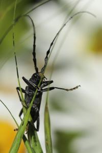 <i>Cerambyx scopolii</i>