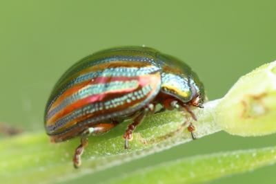 <i>Chrysolina americana</i>