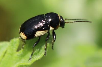 <i>Cryptocephalus moraei</i>