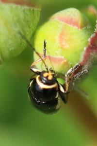 <i>Cryptocephalus moraei</i>