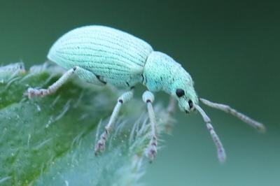 <i>Polydrusus planifrons</i>