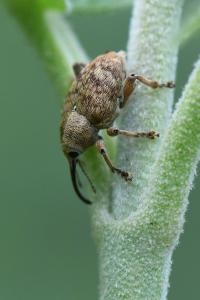 <i>Curculio venosus</i>
