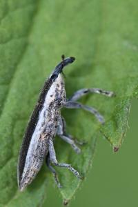 <i>Lixus ochraceus</i>