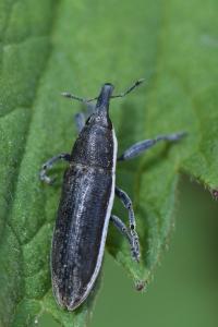 <i>Lixus ochraceus</i>