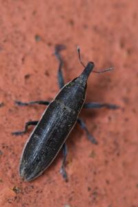 <i>Lixus ochraceus</i>