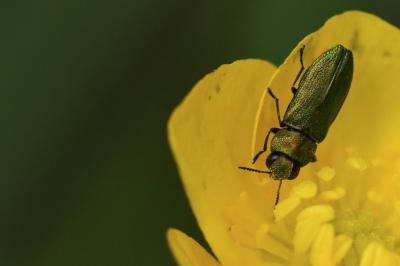 <i>Anthaxia nitidula</i>