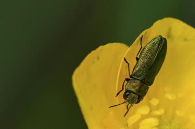 <i>Anthaxia nitidula</i>