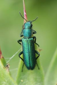 <i>Psilothrix viridicoerulea</i>