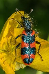 <i>Trichodes alvearius</i>