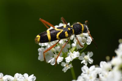 <i>Clytus arietis</i>