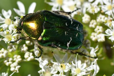 <i>Cetonia aurata</i>