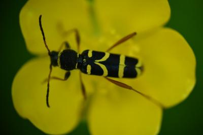 <i>Clytus arietis</i>