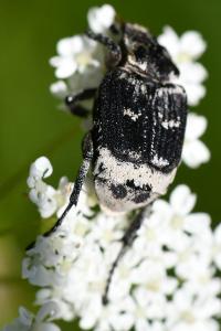 <i>Valgus hemipterus</i>