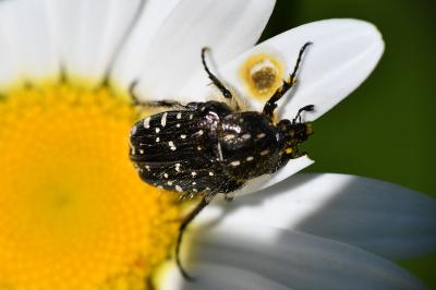 Oxythyrea funesta