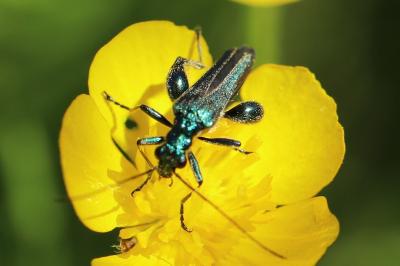 <i>Oedemera nobilis</i>