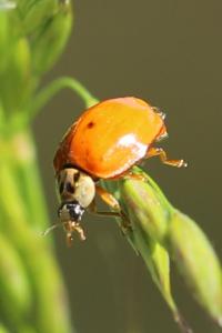 <i>Harmonia axyridis</i>