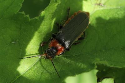 <i>Cantharis fusca</i>